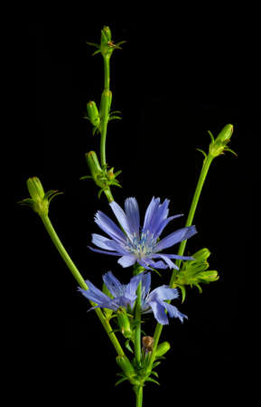 Chicory branch on a black background. Two blue flowers bloomed on it. Close-up.の写真素材
