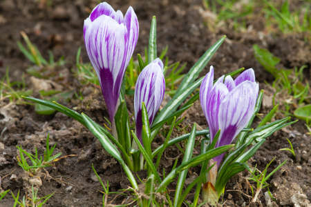 In early spring, a group of purple crocuses bloomed in the meadow. Around them lies withered grass. Close-up.の写真素材