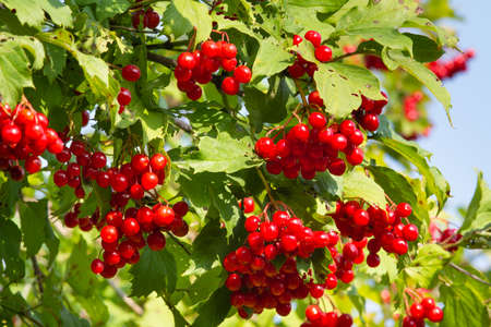 On a green branch there are many clusters of red viburnum berries.の写真素材