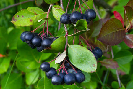 A bunch of chokeberry berries is hanging on a bush. There are green leaves around it. Close-up.の写真素材
