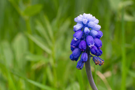 The top of the blue muscari flower on a background of green grass. Close-up.の写真素材