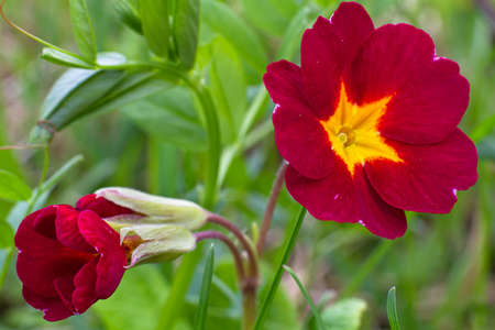 Several red primrose flowers grow in the green grass. Close-up.の写真素材