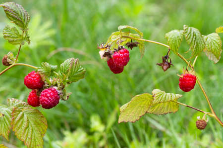 Two raspberry branches grow above the grass. The berries on them are already ripe. Close-up.の写真素材