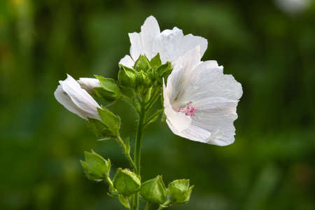 The white flowers of the musky mallow begin to bloom at the top of the plant. Close-up.の写真素材
