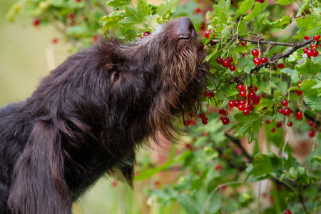 The brown dog eats red currant berries directly from the branch. She grabs the berries with her mouth. Close-up.の写真素材