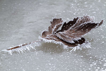 Frosty morning. A fallen leaf lies on the surface of the ice. It is covered with ice crystals.の写真素材