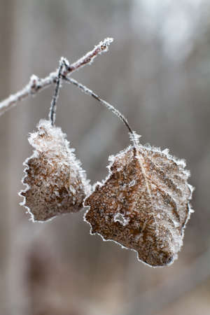 Frosty morning. Two withered leaves hang on an aspen branch. They are covered with ice crystals.の写真素材
