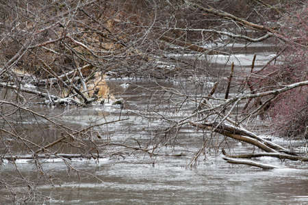 Snowless frosty winter. The river was covered with ice. The branches of the bushes lean towards the water.の写真素材