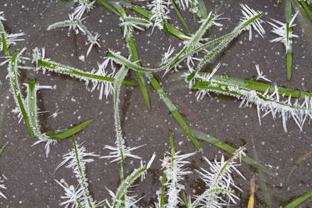 The green grass fell into the water and was covered with ice during the autumn frosts. Frost crystals have grown on it.の写真素材