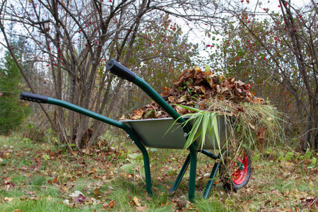 autumn garden. The garden wheelbarrow is on the lawn. The wheelbarrow is filled with fallen leaves and grass. The lawn is covered with autumn foliage. In the background are viburnum bushes.の写真素材
