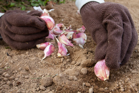 Autumn planting of garlic. The gardener's gloved hands plant garlic bulbs in the ground. Nearby lies a bunch of garlic cloves intended for planting.の写真素材