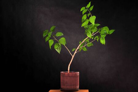 Tree in Studio