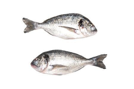 Two fresh Dorados fish isolated on white background. View from above.の写真素材