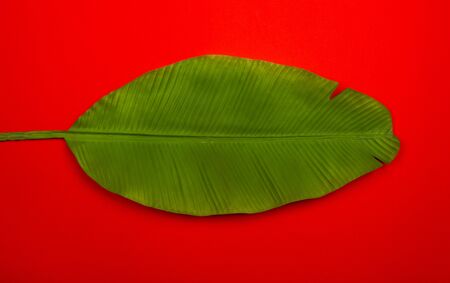 Fresh green tropical banana palm leaf on red background. Empty space for copy, lettering, room for text. Minimalist style flat lay poster design template.の写真素材