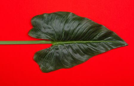 Fresh green tropical leaf on red background. Empty space for copy, lettering, room for text. Minimalist style flat lay poster design template.の写真素材