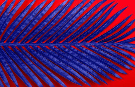 Fresh blue tropical palm leaf on red background. Empty space for copy, lettering, room for text. Minimalist style flat lay poster design template.の写真素材