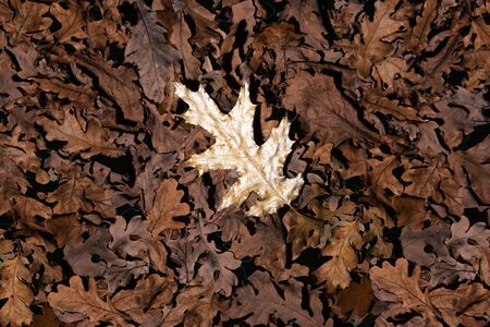 Dry autumn leaves background with one golden bright oak leaf on top.の写真素材