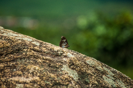 Butterfly on a stoneの写真素材