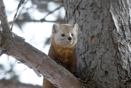 American Marten (Martes americana) AKA American Pine Marten in a tree. Photographed at Algonquin Provincial Park, Ontario, Canadaの写真素材