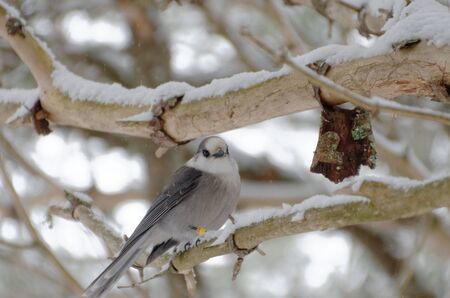 Canada Jay (Perisoreus canadensis) AKA Gray Jay. Photographed at Algonquin Provincial Park in Ontario, Canadaの写真素材