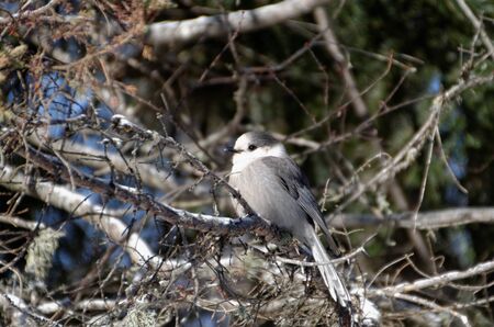 Canada Jay (Perisoreus canadensis) AKA Gray Jay. Photographed at Algonquin Provincial Park in Ontario, Canadaの写真素材