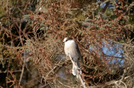 Canada Jay (Perisoreus canadensis) AKA Gray Jay. Photographed at Algonquin Provincial Park in Ontario, Canadaの写真素材