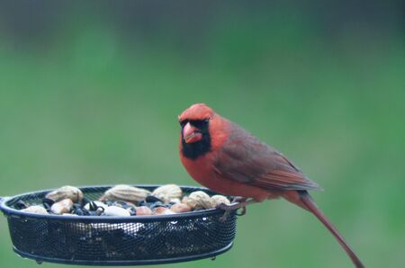 Northern Cardinal (Cardinalis cardinalis) Male sitting at a feederの写真素材