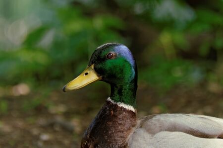 Close-up of a Mallard (Anas platyrhynchos) duck, male.の写真素材