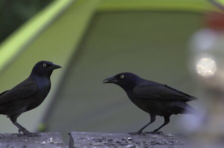Common Grackles (Quiscalus quiscula) eating birdseed off the picnic table at a campsiteの写真素材