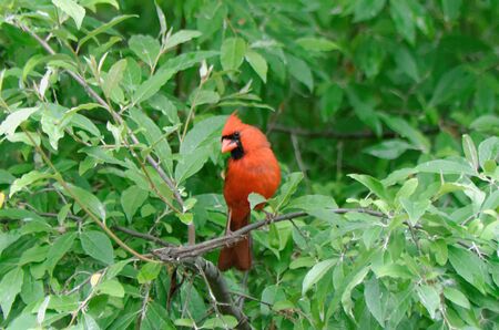 Northern Cardinal (Cardinalis cardinalis) perched among some green leavesの写真素材