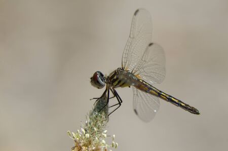 Blue Dasher (Pachydiplax longipennis) dragonflyの写真素材