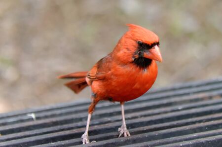 Northern Cardinal (Cardinalis cardinalis) perched on top of a campfire grillの写真素材