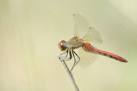 A Meadowhawk dragonfly at Presqu'ile Provincial Park, Ontario, Canadaの写真素材