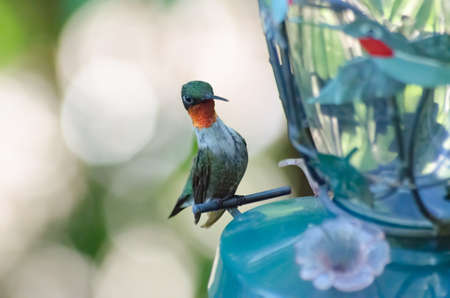 A Ruby-throated Hummingbird (Archilochus colubris) at the feeder. In Bancroft, Ontario, Canadaの写真素材