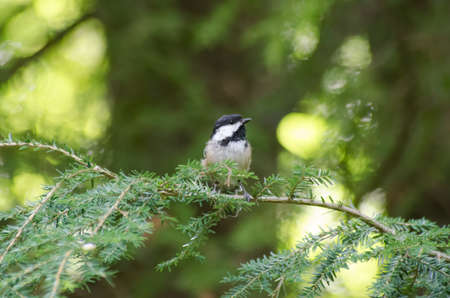 A Black-capped Chickadee (Poecile atricapillus) perched on a branch in the woodsの写真素材