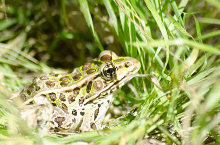 Leopard Frog in the grass on a path at Presqu'ile Provincial Park, Ontario, Canadaの写真素材