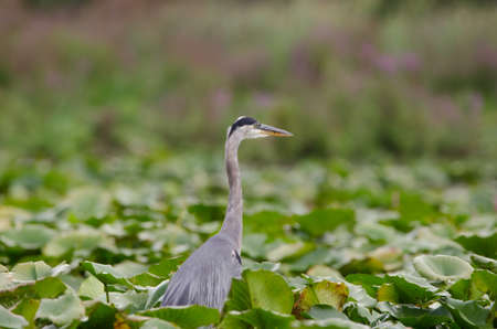 Great Blue Heron (Ardea herodias) in a marsh wetlands