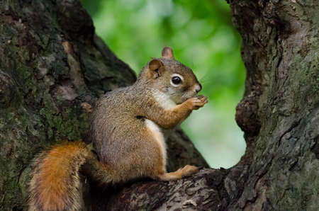 American Red Squirrel (Tamiasciurus hudsonicus) in the crook of a treeの写真素材