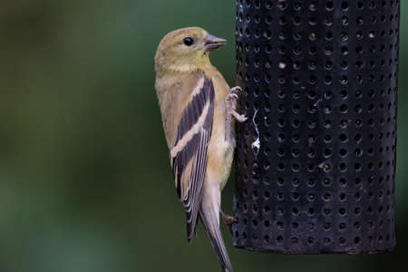 American goldfinch (Spinus tristis) is a granivore, and often found in residental areas, attracted...