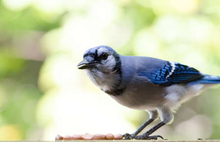 Blue Jay (Cyanocitta cristata) hunched over a small pile of peanuts. Jays love peanuts as they provide a lot of energy and are easy to cache for later.の写真素材
