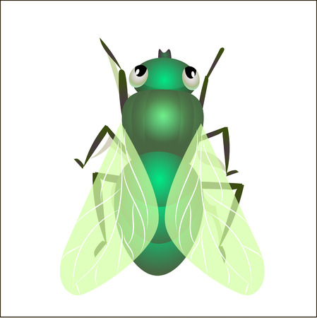 House fly insect and cartoon black fly insectのイラスト素材