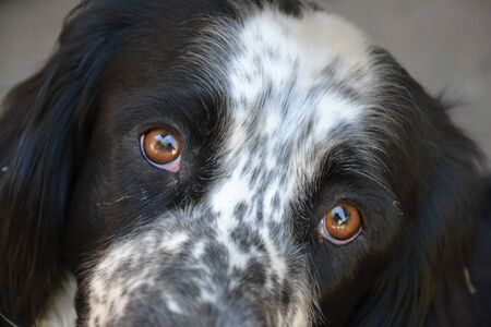 The concept of mutual assistance and kindness in the form of the muzzle of a dog who asks for food.の写真素材