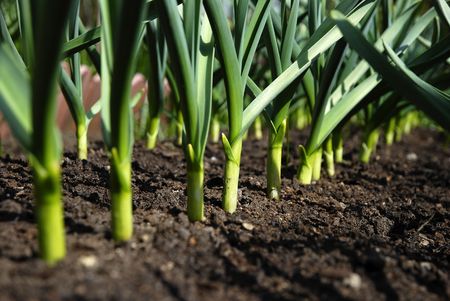 vegetable garden. garlic