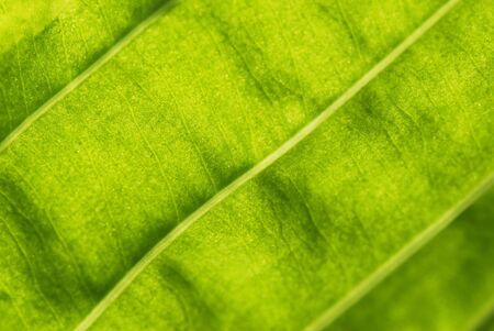 garden plant. Close-up. Backgroundの写真素材