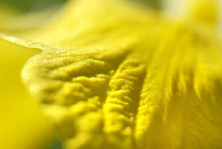 Yellow iris. Close-up. Backgroundの写真素材