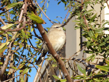 Bird on a branch of a tree, close-up, selective focus