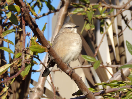 White-throated Shrike (Luscinia rubra)