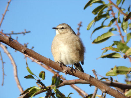 Bird on a branch