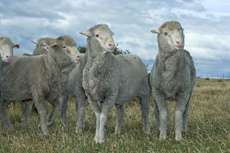 Merino Donhe Sheepの写真素材