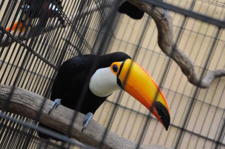 Tucano in Cageの写真素材